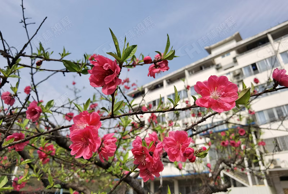 桂林鴻程花團(tuán)錦簇，滿園春色，邀您一起共賞春景，共商大計！